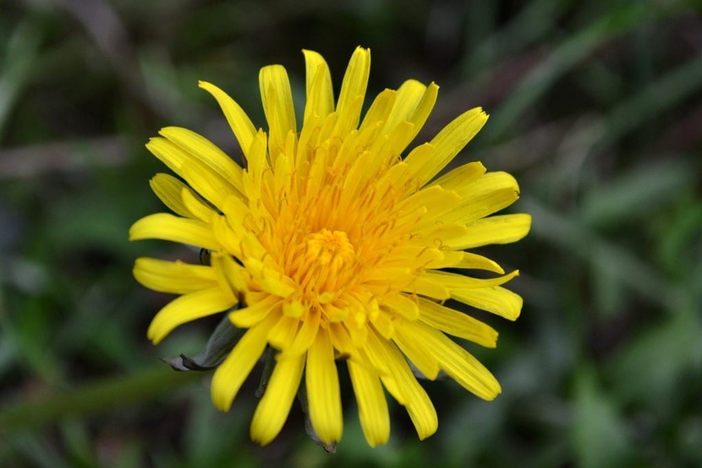 symbolic dandelion meaning