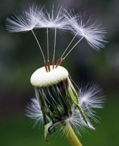 symbolic dandelion meanings