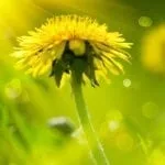 Dandelion Meanings