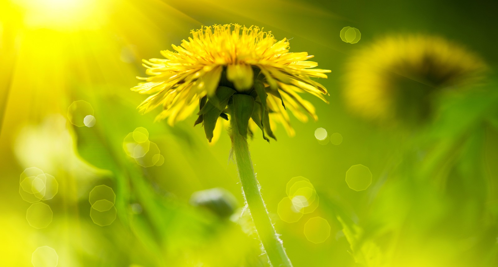 Dandelion Meanings