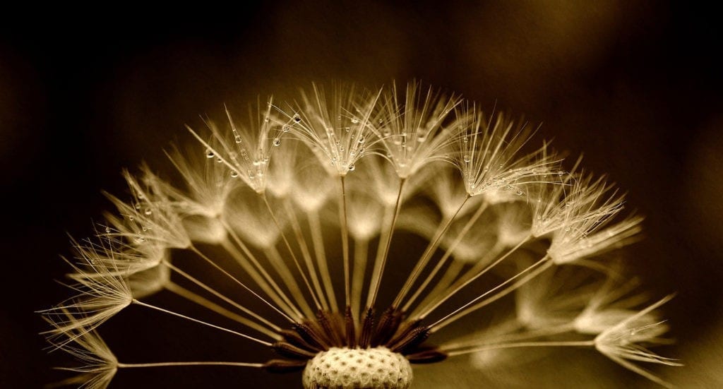 symbolic dandelion meanings