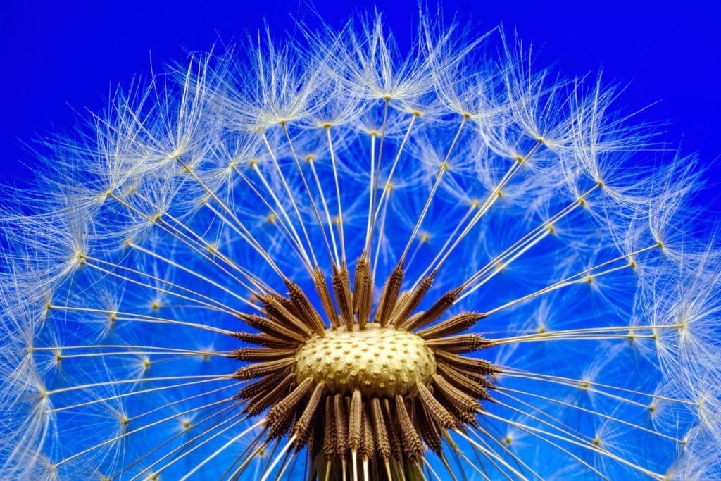 symbolic dandelion meanings