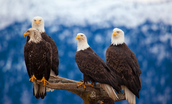 Symbolic eagle meaning