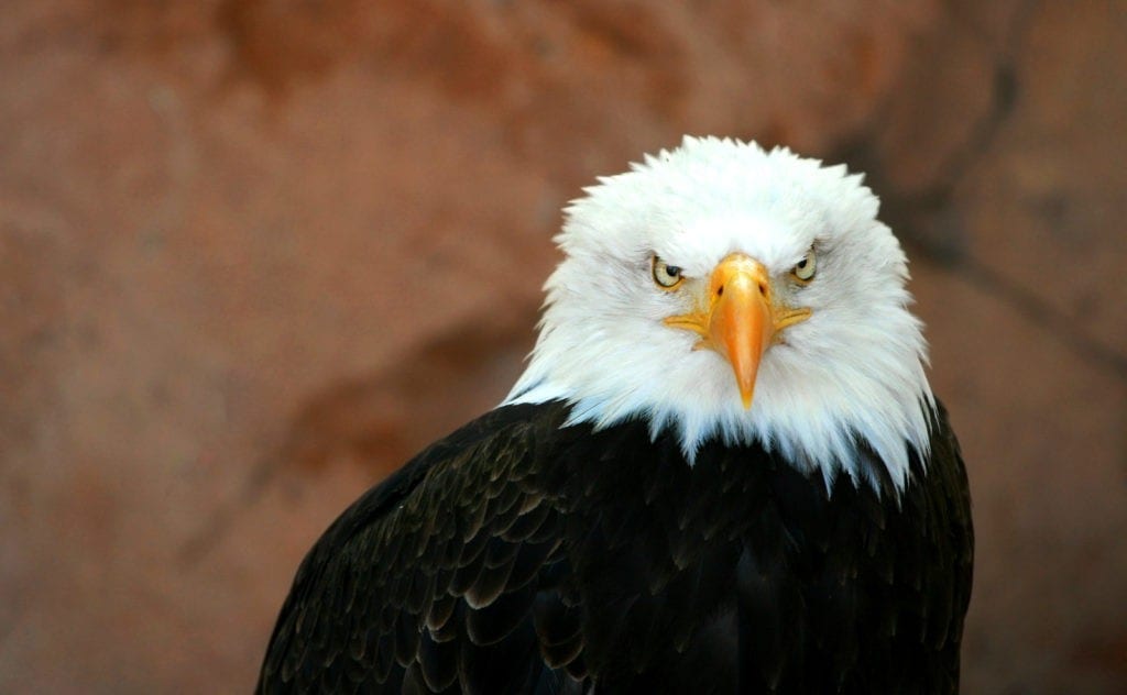 symbolic eagle meaning