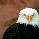 symbolic eagle meaning