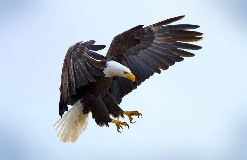 Symbolic eagle meaning