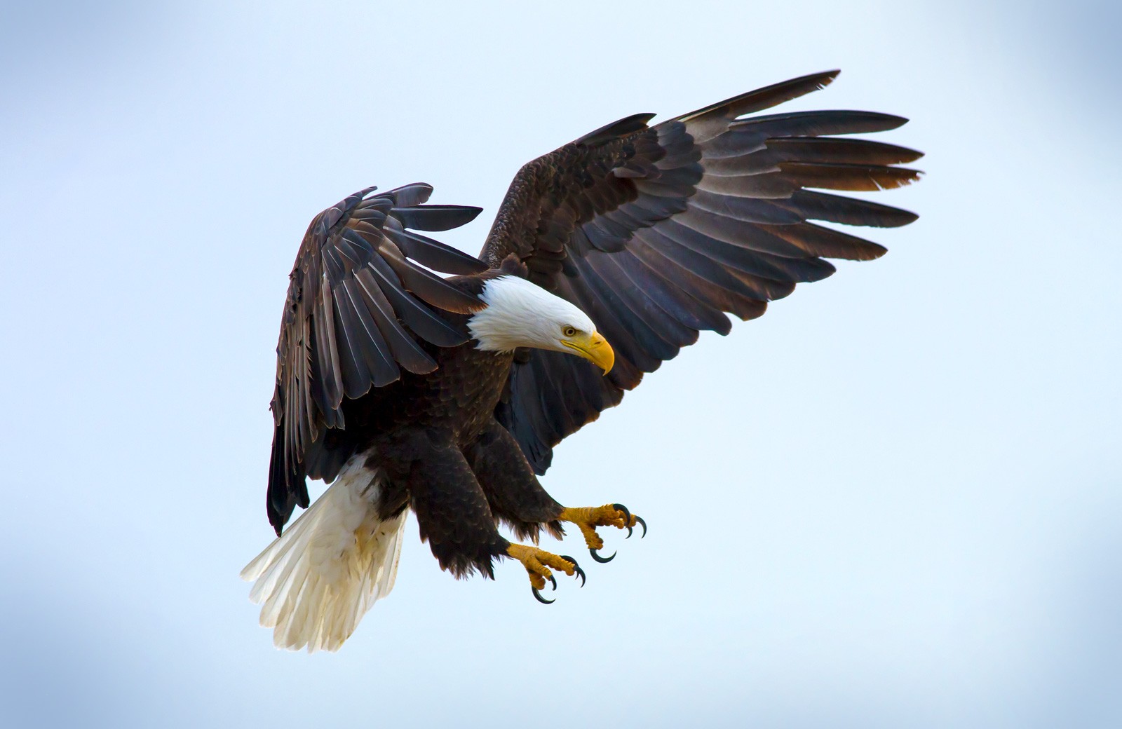 Soaring Into Symbolic Eagle Meaning On Whats Your Sign