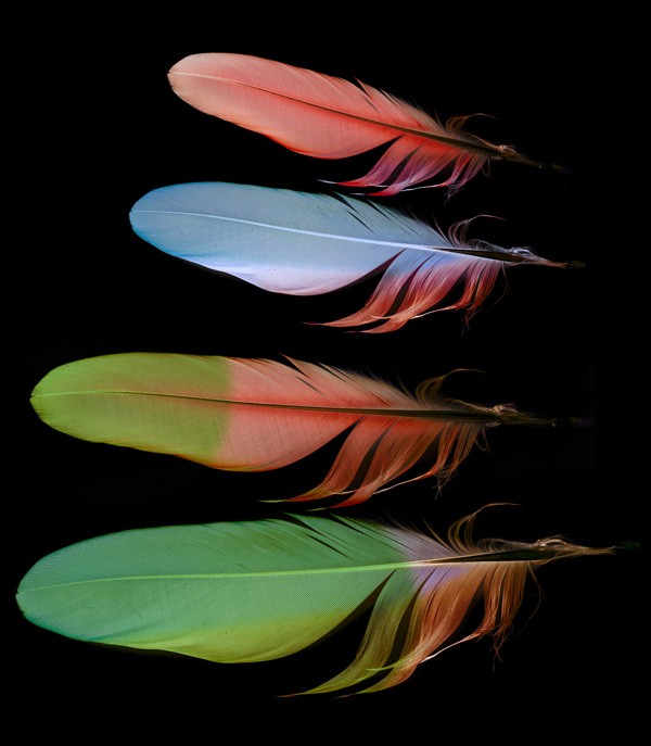 symbolic meaning of feathers
