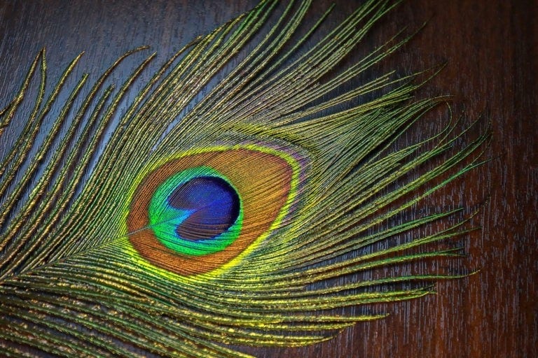 Symbolic Meaning of Feathers on WhatsYourSign