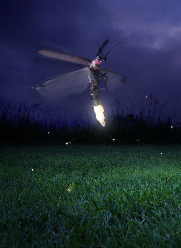 meaning of the firefly