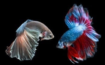 symbolic meanings of fish