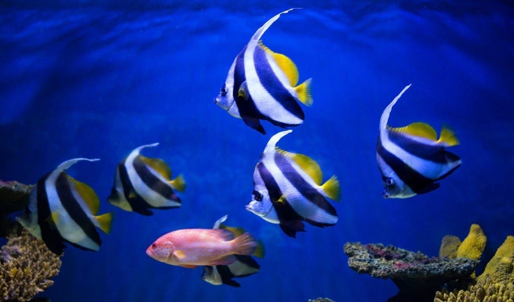 symbolic meanings of fish