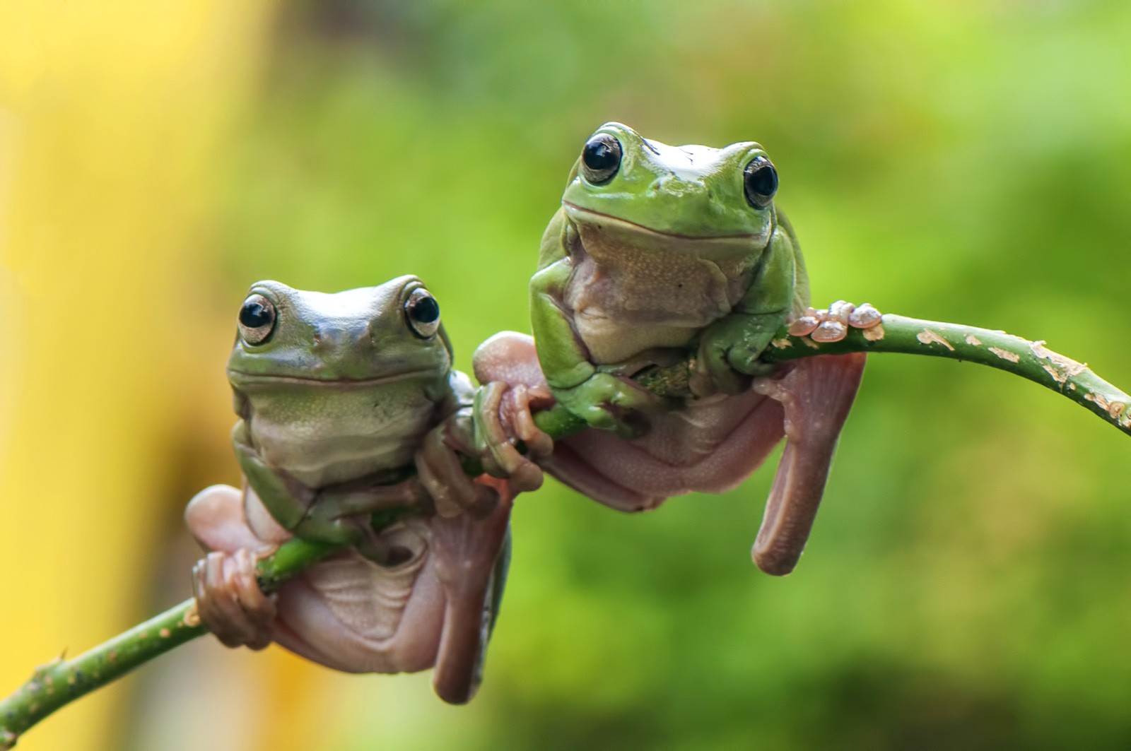 Frog Meaning in Myth and Lore | Frog Guidance and Wisdom | by Avia on