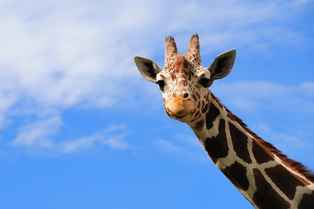 symbolic meaning of the giraffe