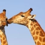 symbolic meaning of giraffe