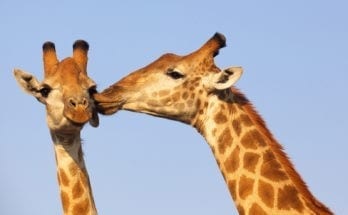 symbolic meaning of giraffe