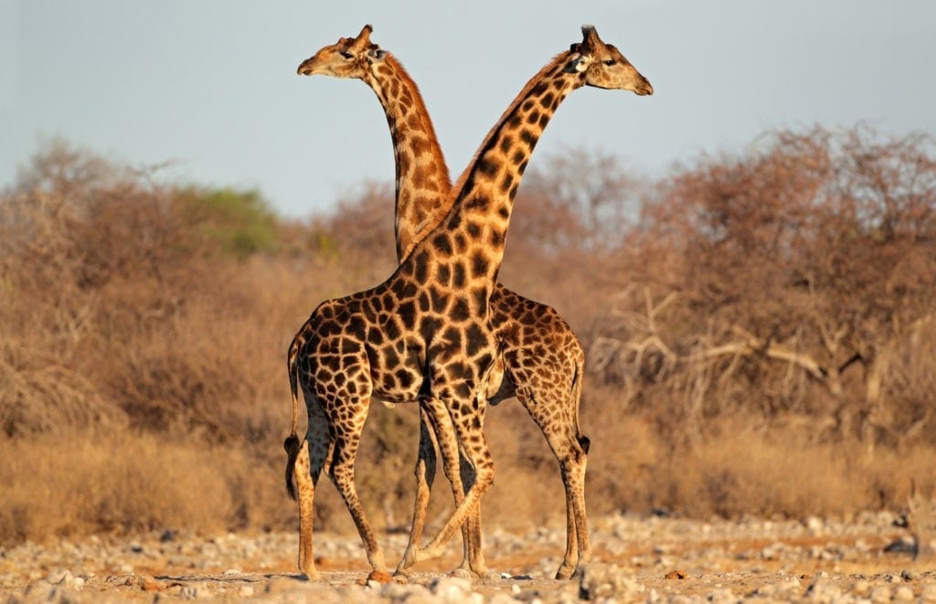 giraffe meaning