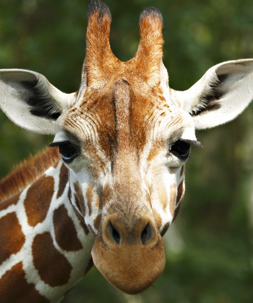 symbolic meaning of giraffe