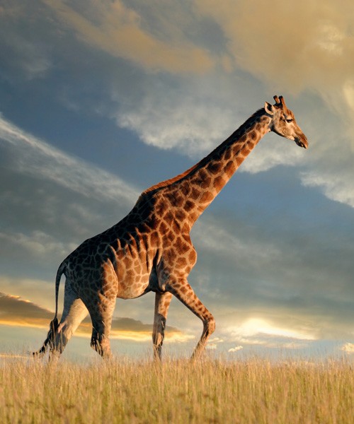 symbolic meaning of giraffe