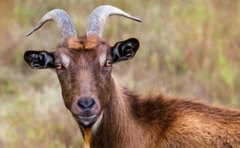 symbolic goat meaning
