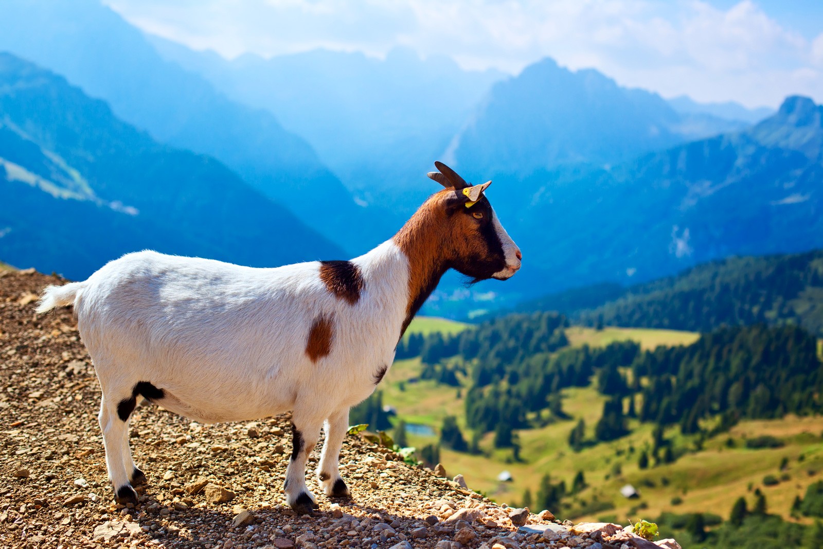 Symbolic Goat Meaning: Giddy Over Goat Symbolism on Whats-Your-Sign