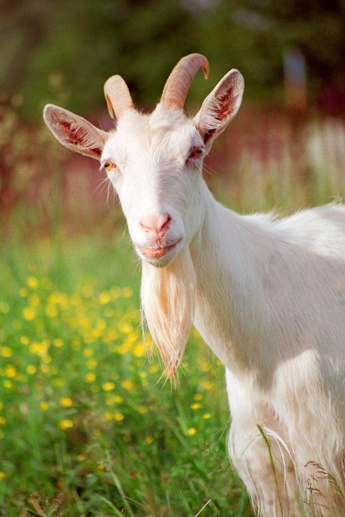 symbolic goat meaning