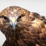 symbolic hawk meaning