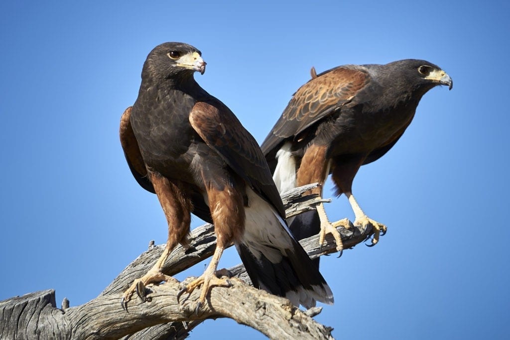 symbolic hawk meaning