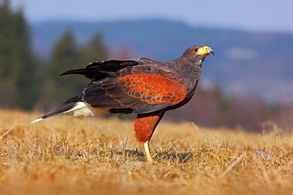 Symbolic hawk meaning