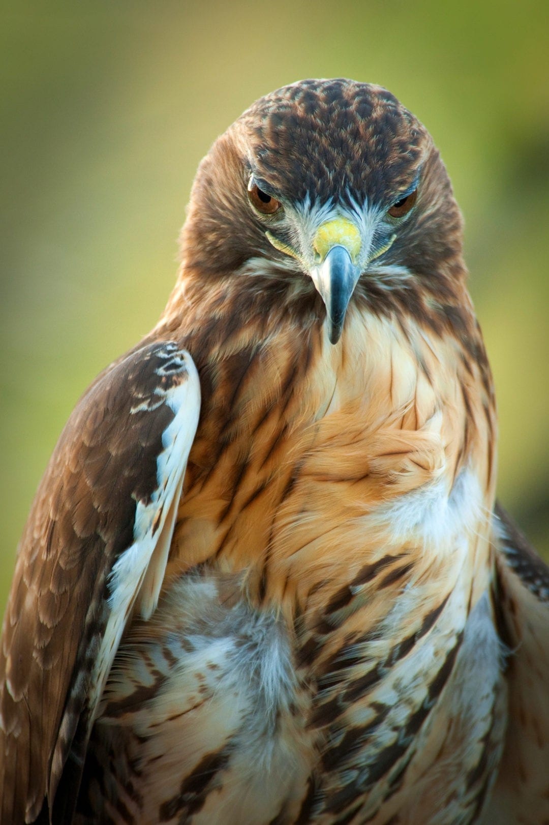 Symbolic Hawk Meaning and Hawk Totem on WhatsYourSign
