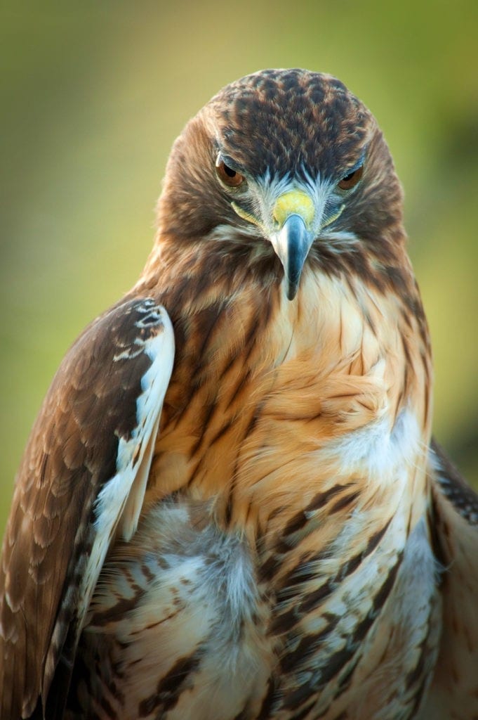 hawk meaning hawk totem