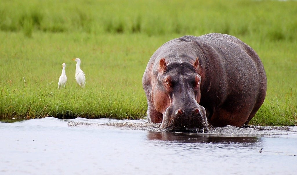 Hippopotamus Meaning