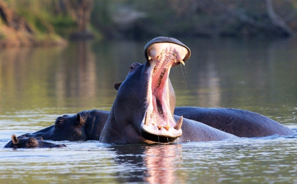 Hippopotamus Meaning