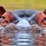 Hippopotamus Meaning