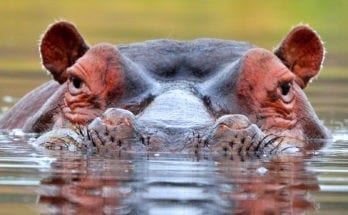 Hippopotamus Meaning