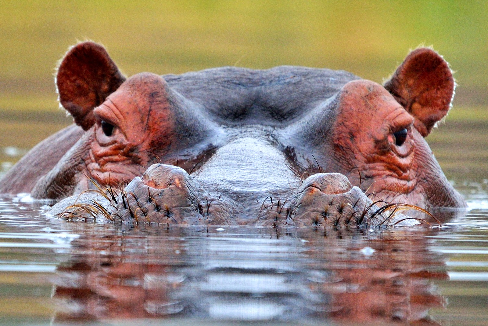 Symbolic Hippopotamus Meaning