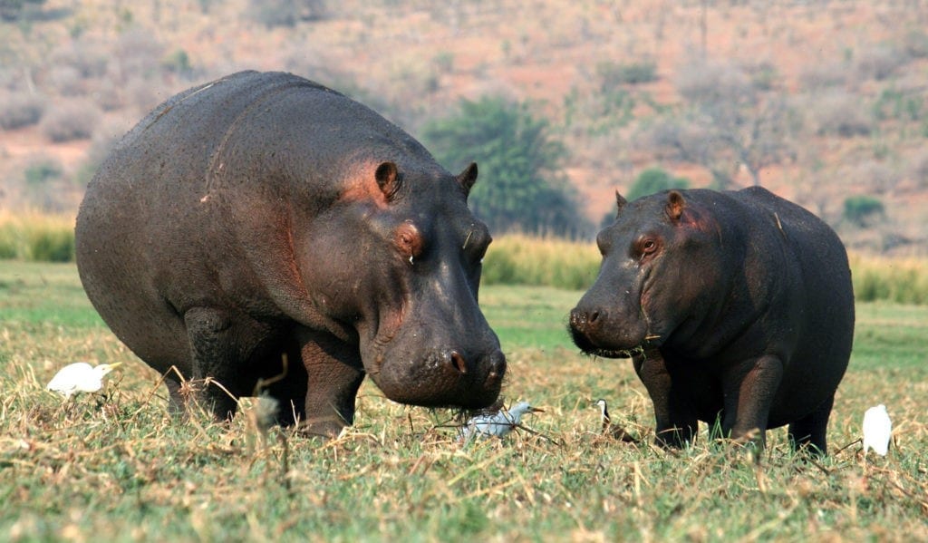 Hippopotamus Meaning