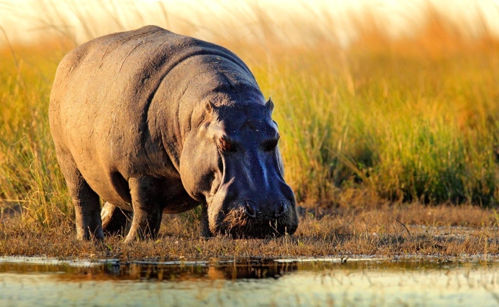 Hippopotamus Meaning