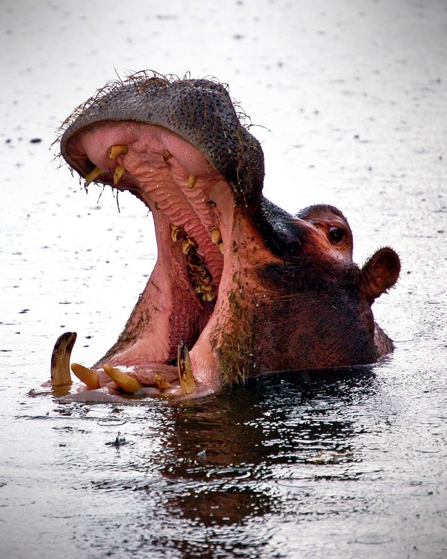 Hippopotamus Meaning