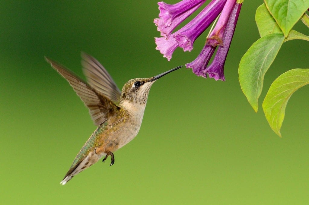 symbolic hummingbird facts