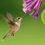 symbolic hummingbird facts