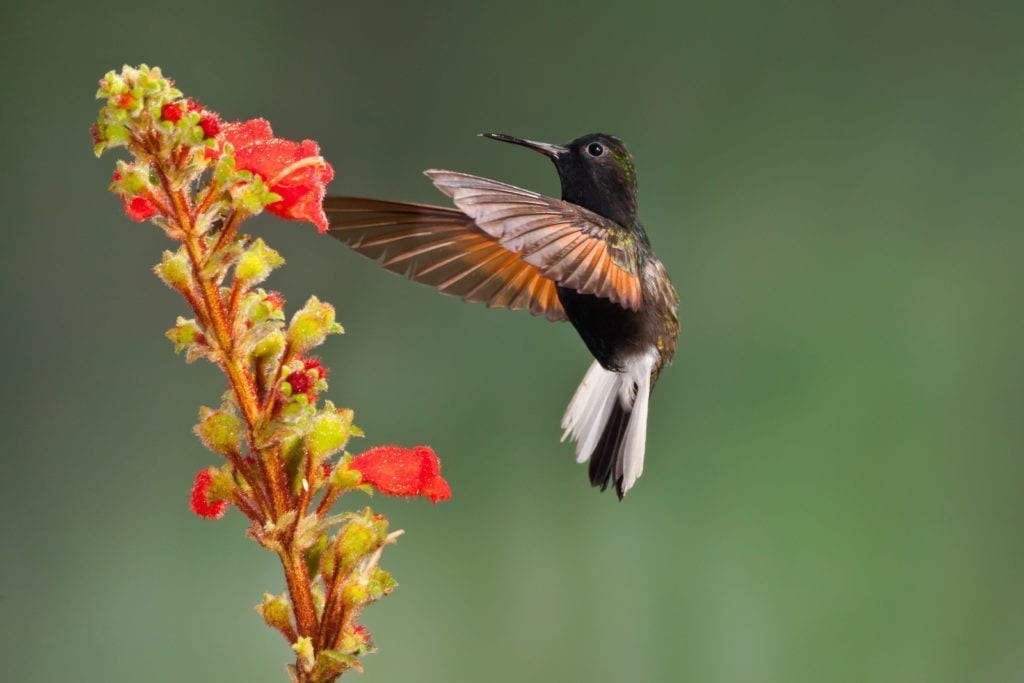 symbolic hummingbird facts and meaning