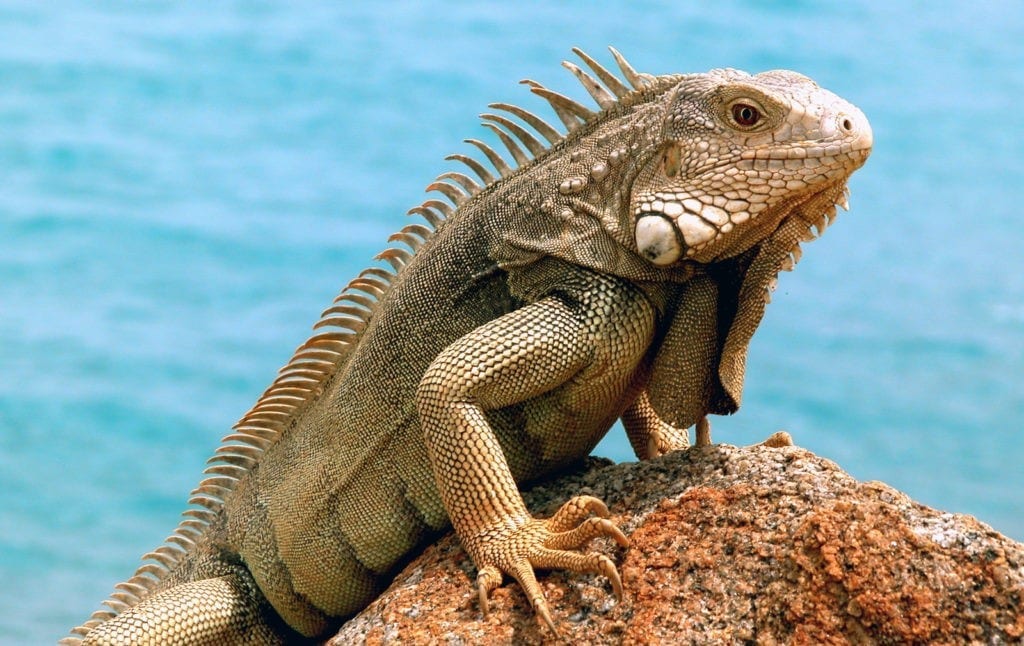 meaning of iguana