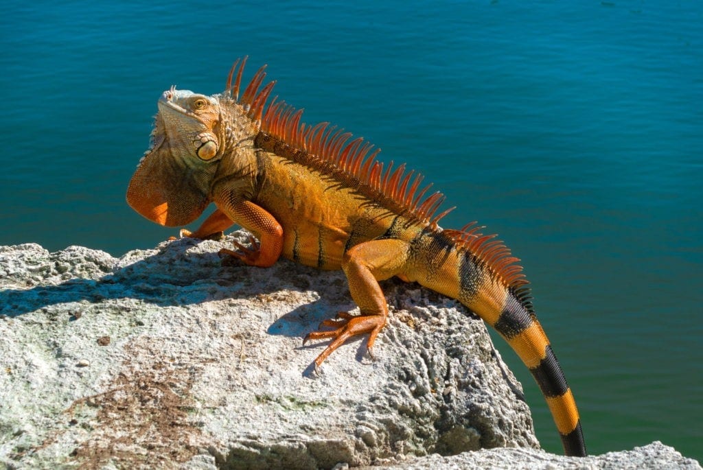 meaning of iguana