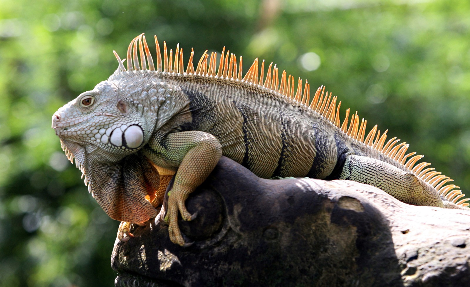 symbolism of iguana