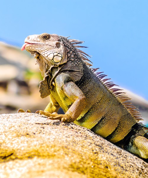 symbolic meaning of the iguana