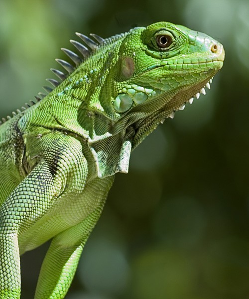 symbolic meaning of the iguana