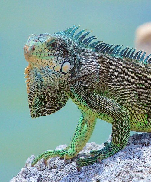 symbolic meaning of the iguana