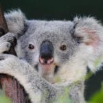 symbolic meaning of koala bears