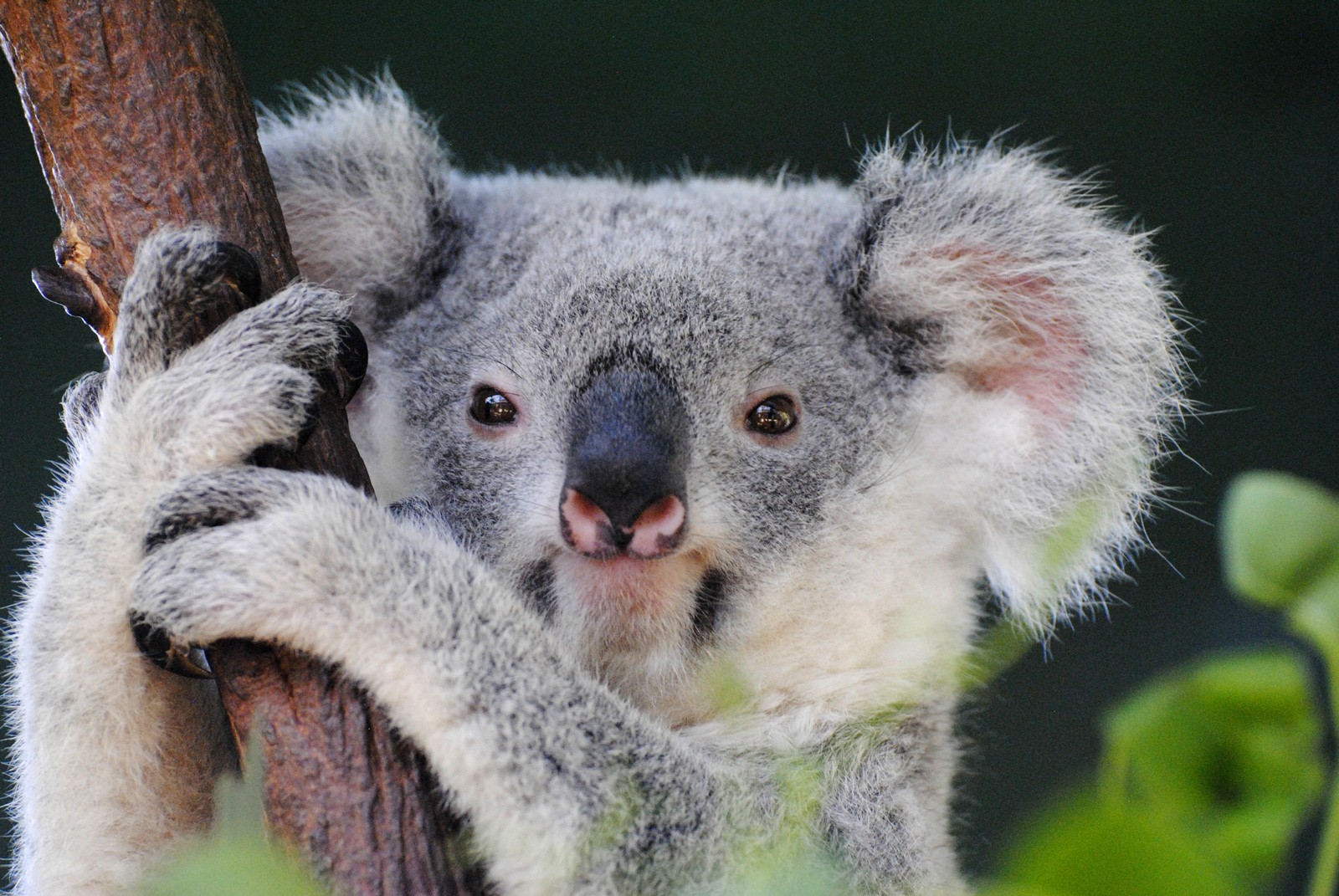 Symbolic Meaning of Koala Bears on Whats-Your-Sign